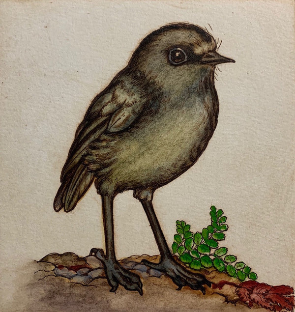Bush Robin